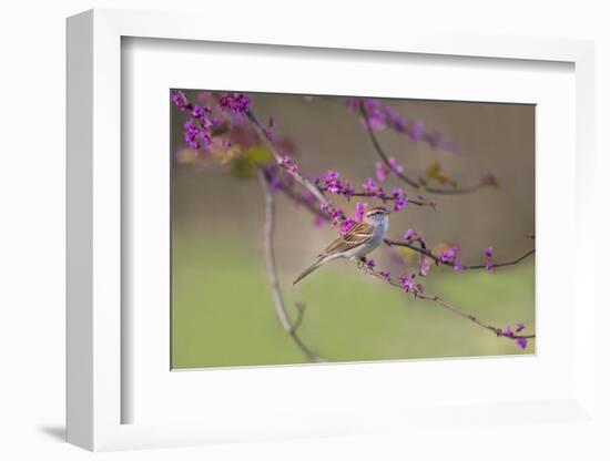 Chipping Sparrow, Spizella Passerina, perched-Larry Ditto-Framed Photographic Print