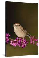 Chipping Sparrow, Spizella Passerina, perched-Larry Ditto-Stretched Canvas