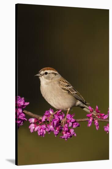 Chipping Sparrow, Spizella Passerina, perched-Larry Ditto-Stretched Canvas