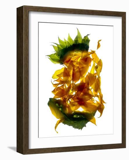 Chiquita Sunflower-Julia McLemore-Framed Photographic Print