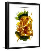 Chiquita Sunflower-Julia McLemore-Framed Photographic Print