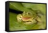 Chiricahua Leopard Frog Swallowing its Shed Skin-null-Framed Stretched Canvas