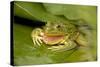 Chiricahua Leopard Frog Swallowing its Shed Skin-null-Stretched Canvas