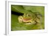 Chiricahua Leopard Frog Swallowing its Shed Skin-null-Framed Photographic Print