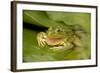 Chiricahua Leopard Frog Swallowing its Shed Skin-null-Framed Photographic Print