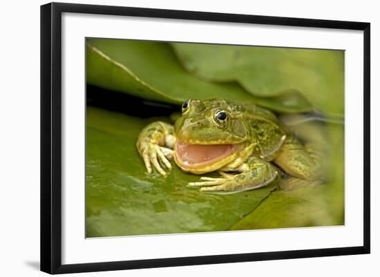 Chiricahua Leopard Frog Swallowing its Shed Skin-null-Framed Photographic Print