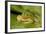 Chiricahua Leopard Frog Swallowing its Shed Skin-null-Framed Photographic Print