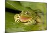 Chiricahua Leopard Frog Swallowing its Shed Skin-null-Mounted Photographic Print