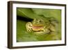 Chiricahua Leopard Frog Swallowing its Shed Skin-null-Framed Photographic Print