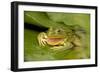 Chiricahua Leopard Frog Swallowing its Shed Skin-null-Framed Photographic Print