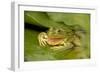 Chiricahua Leopard Frog Swallowing its Shed Skin-null-Framed Photographic Print