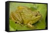 Chiricahua Leopard Frog-null-Framed Stretched Canvas