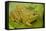 Chiricahua Leopard Frog-null-Framed Stretched Canvas
