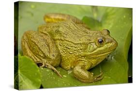 Chiricahua Leopard Frog-null-Stretched Canvas