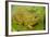 Chiricahua Leopard Frog-null-Framed Photographic Print