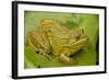 Chiricahua Leopard Frog-null-Framed Photographic Print