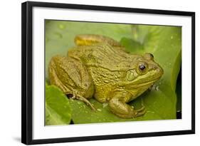 Chiricahua Leopard Frog-null-Framed Photographic Print