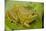 Chiricahua Leopard Frog-null-Mounted Photographic Print