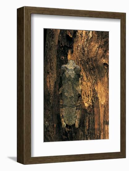 Chiromantis Rufescens (African Foam-Nest Treefrog)-Paul Starosta-Framed Photographic Print