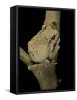 Chiromantis Xerampelina (Grey Foam-Nest Treefrog)-Paul Starosta-Framed Stretched Canvas