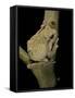 Chiromantis Xerampelina (Grey Foam-Nest Treefrog)-Paul Starosta-Framed Stretched Canvas