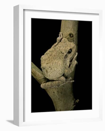 Chiromantis Xerampelina (Grey Foam-Nest Treefrog)-Paul Starosta-Framed Photographic Print