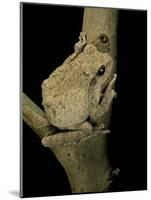 Chiromantis Xerampelina (Grey Foam-Nest Treefrog)-Paul Starosta-Mounted Photographic Print