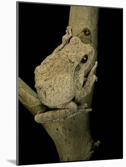 Chiromantis Xerampelina (Grey Foam-Nest Treefrog)-Paul Starosta-Mounted Photographic Print