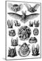 Chiroptera Nature Art Print Poster by Ernst Haeckel-null-Mounted Poster