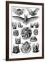Chiroptera Nature by Ernst Haeckel-null-Framed Art Print