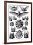 Chiroptera Nature by Ernst Haeckel-null-Framed Art Print