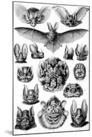 Chiroptera Nature by Ernst Haeckel-null-Mounted Art Print