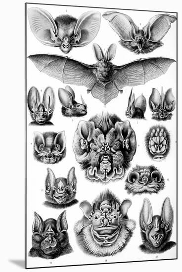Chiroptera Nature by Ernst Haeckel-null-Mounted Art Print