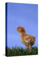 Chirping Chick-DLILLC-Stretched Canvas