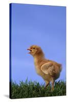 Chirping Chick-DLILLC-Stretched Canvas