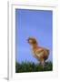 Chirping Chick-DLILLC-Framed Photographic Print