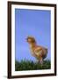 Chirping Chick-DLILLC-Framed Photographic Print