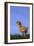 Chirping Chick-DLILLC-Framed Photographic Print