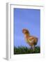 Chirping Chick-DLILLC-Framed Photographic Print