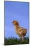 Chirping Chick-DLILLC-Mounted Photographic Print