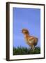 Chirping Chick-DLILLC-Framed Photographic Print