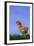 Chirping Chick-DLILLC-Framed Photographic Print