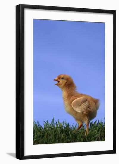 Chirping Chick-DLILLC-Framed Photographic Print