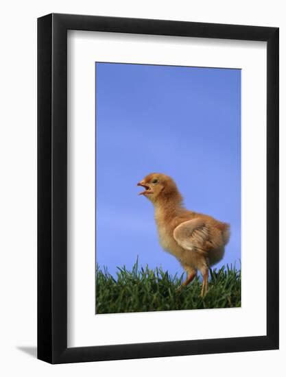 Chirping Chick-DLILLC-Framed Photographic Print