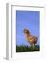 Chirping Chick-DLILLC-Framed Photographic Print