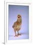 Chirping Chick-DLILLC-Framed Photographic Print