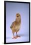 Chirping Chick-DLILLC-Framed Photographic Print