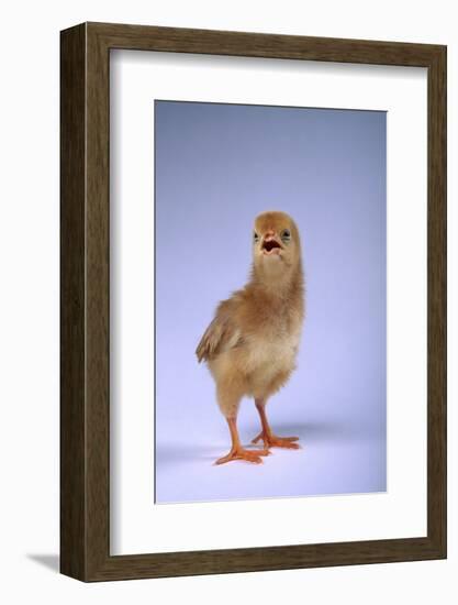 Chirping Chick-DLILLC-Framed Photographic Print