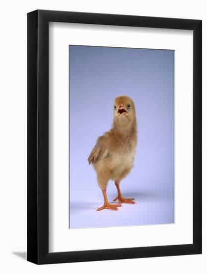 Chirping Chick-DLILLC-Framed Photographic Print