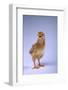 Chirping Chick-DLILLC-Framed Photographic Print